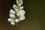 Boykin's milkwort